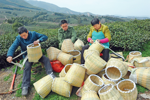 备战采茶季